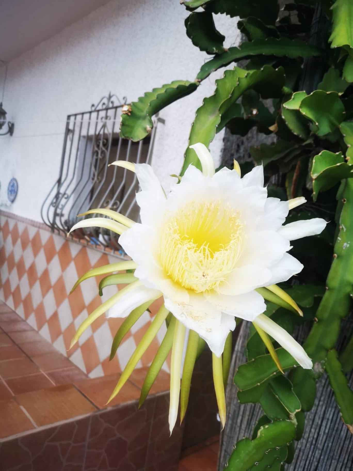 エル・ポソ・デ・ロス・フライレスVivienda Rural En Cabo De Gataアパートメント エクステリア 写真